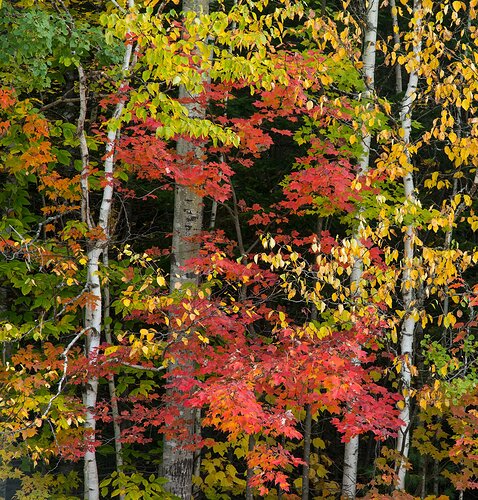 Autumn Along the Kanc