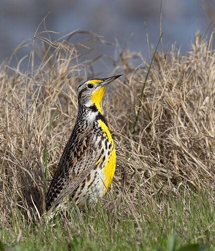 -20200204-_7D27627-Sacramento NWR-Edit