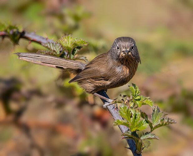 Wrentit--2