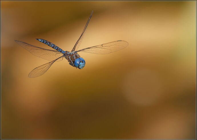 -20250819-_SA17269-McLane Creek-DxO_DeepPRIME 3-Edit