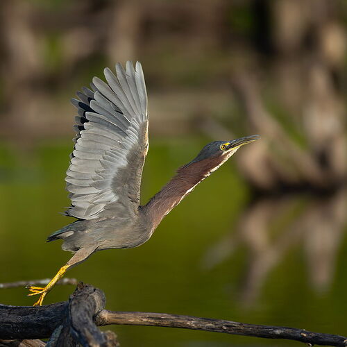 Green Heron 94.jpg