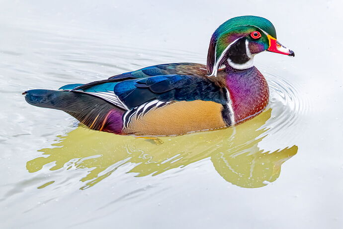 LO5D4342_DxOFFColor-2048PX.jpg
