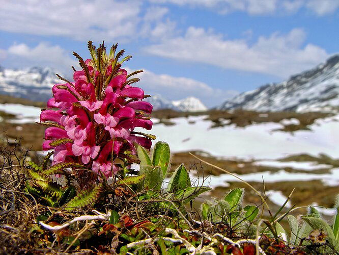 Wooly Lousewort - Pedicularis kanei