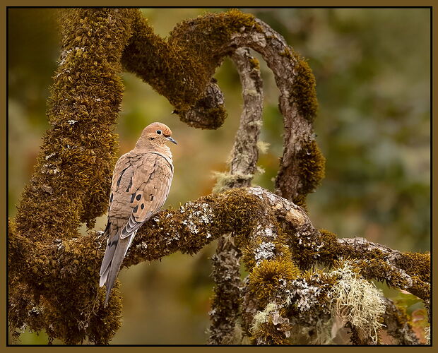 Mourning Dove-2-NPN