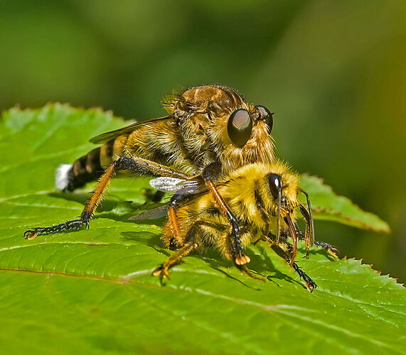 subdued robberfly