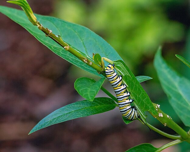 Monarch Caterpillar