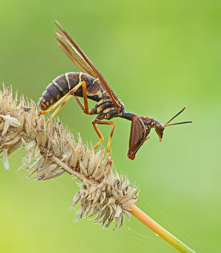 Original - Mantispidfly1.jpg