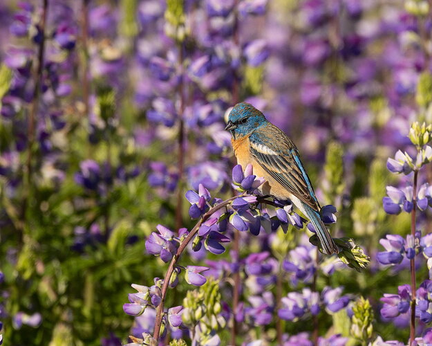 Lazuli Bunting #4.jpg