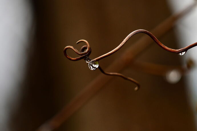 Grapevine, April.jpg