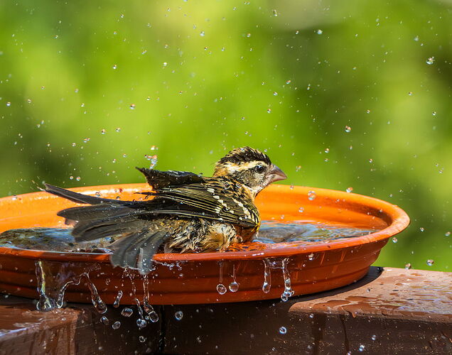 BATH.jpg
