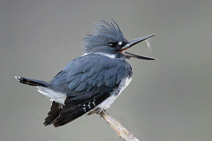 Belted Kingfisher 121.jpg