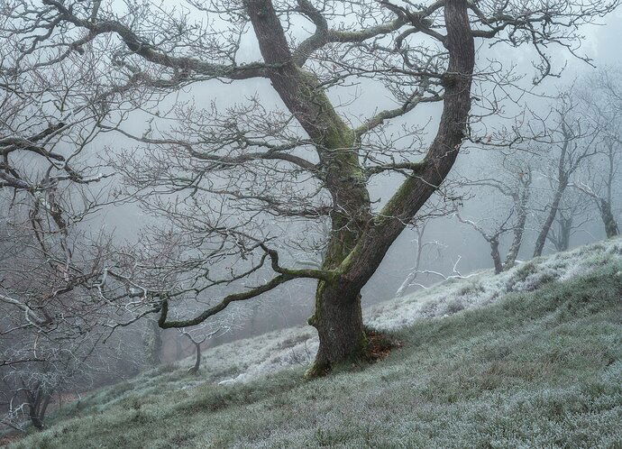 A frosty morning - Repost