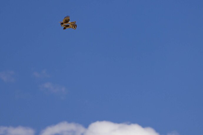 Harrier Courtship 2-1.jpg