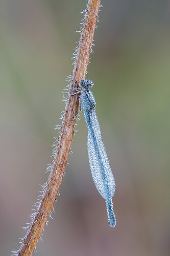 Damselfly0920_65A9038ACRtcdnrsj