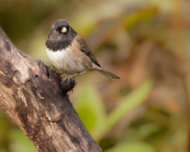 Dark-Eyed Junco