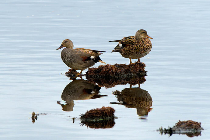 Luysen_IMGP6673-gadwalls-sRGB.jpg
