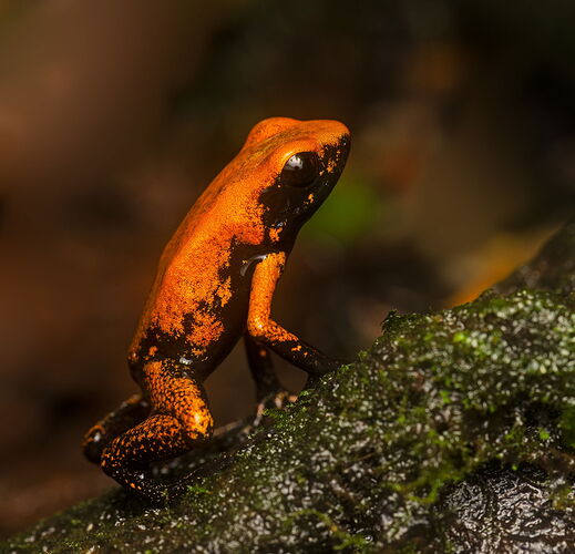 Phyllobatesterribilis2.jpg