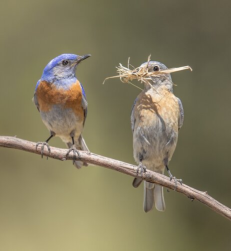 Western Bluebirds