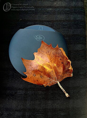 Original - IMG_9901_Leaf-Pay_NPN.jpg