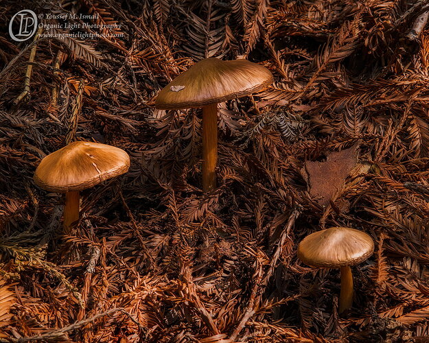 _DSC0728_GildedTrio_4x5Crop_NPN.jpg