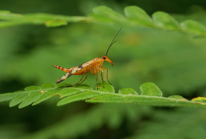 Original - Scorpion Fly NPN.jpg
