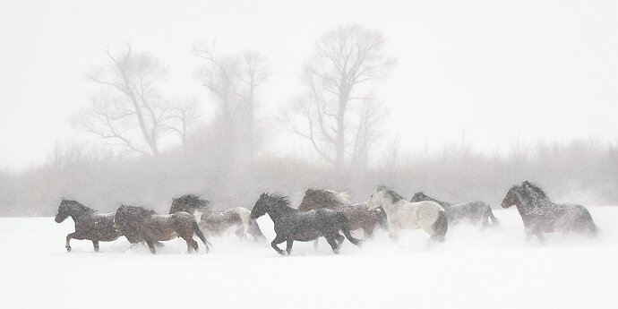 Snowy gallop