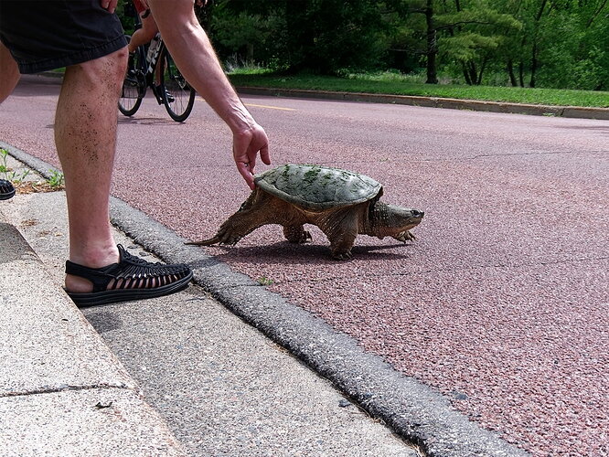 Snapping turtle by Cedar Lake-6 after Photolab and Photoshop2 camera club.jpg