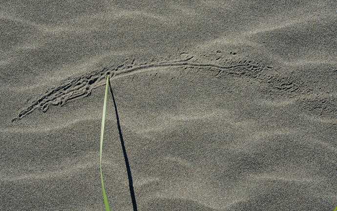 Original - -20250923-_7R59612-Grayland Beach-Edit.jpg