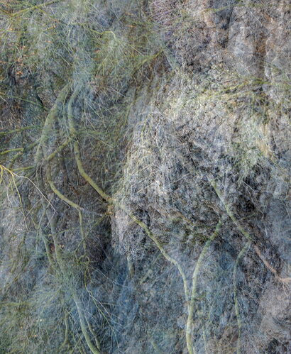 Fantasy-tree-c