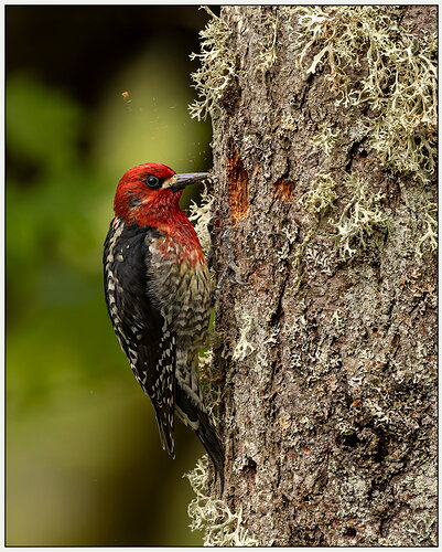 Red-breasted Sapsucker-NPN.jpg