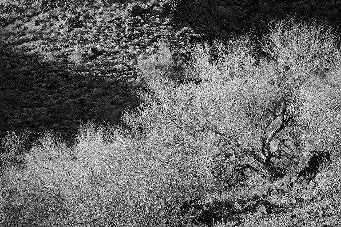 Desert-sceneb