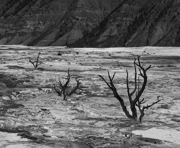 MT_Yellowstone_06202026-061926_0629 FULL FRAME (1)-1 copy