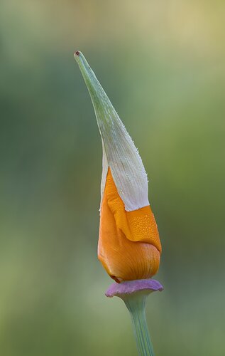 California Poppy about to Pop