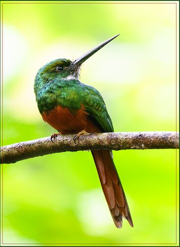 -20240226-_A1_9857-Costa Rica-ARW-Edit.jpg