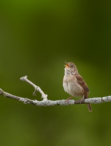 Housewren.jpg