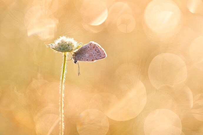 Macro Compositions 5