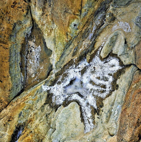 Salt Pocket, Point Lobos.JPG