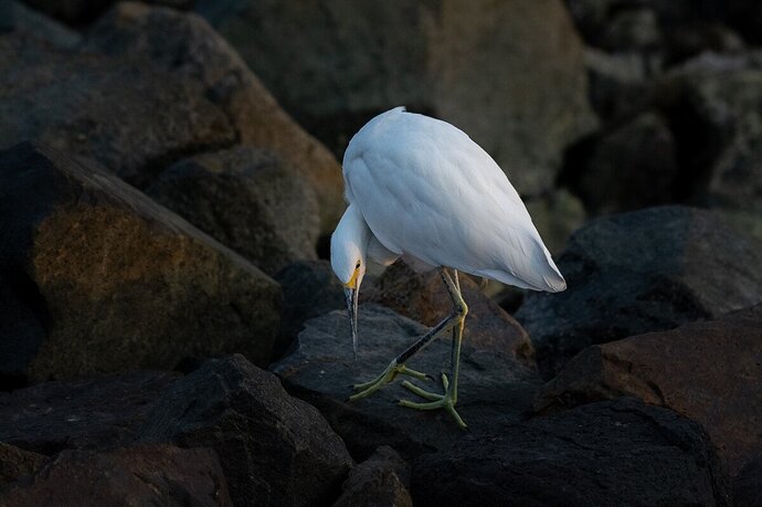 Snowy Egret-6