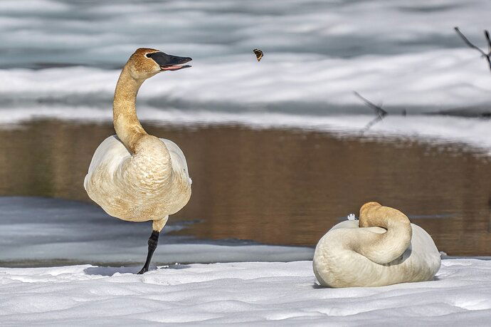 Swan & Butterfly #5