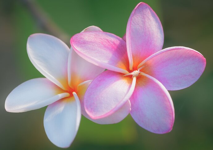 STT_March_18-_2020_219_CCLum