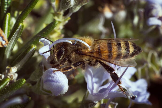20250302-bees-8693