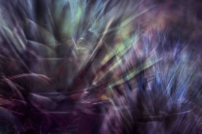 Succulents c