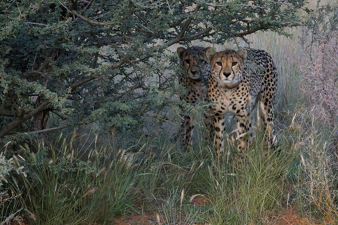 RSandor_2025_05_14_0009Cheetah Sisters.jpg