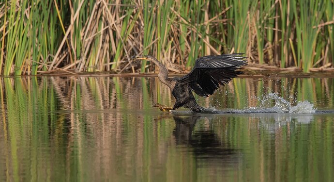 Anhinga with fish