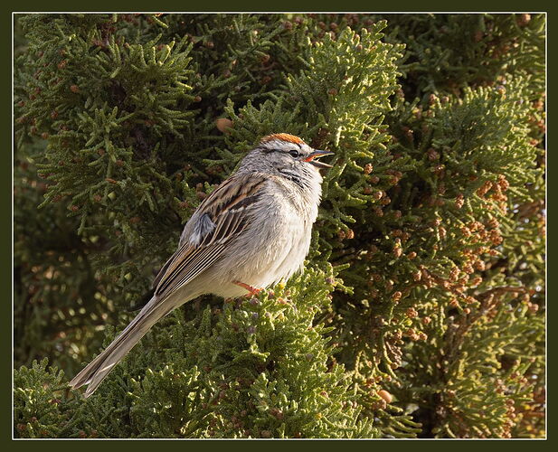 Chipping Sparrow-NPN.jpg