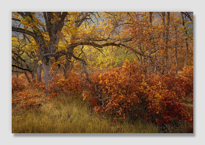 20251030 Acorn Factory.jpg