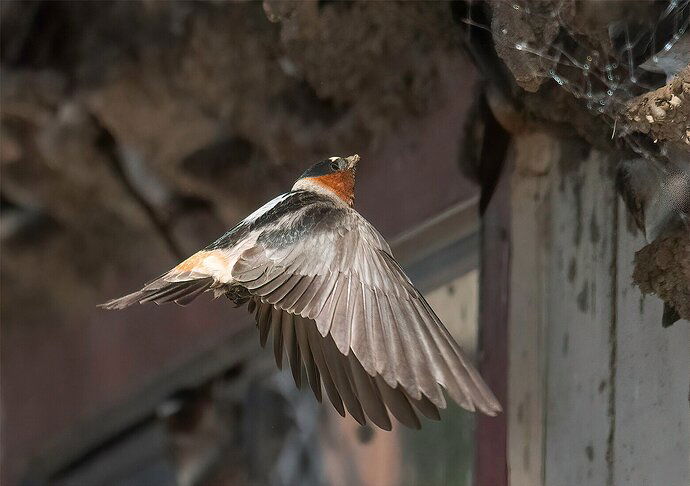 Cliff Swallow