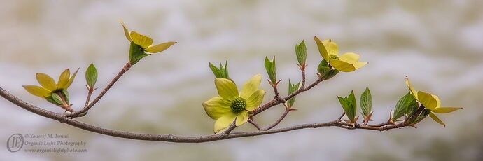 _DSC0002_DogwoodBranchCropV3_Cloned.jpg