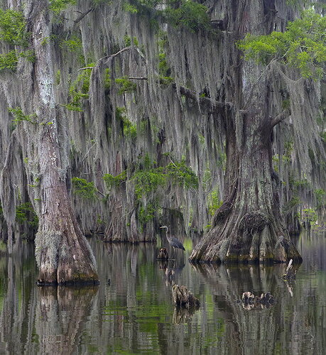 Louisiana - Lake Martin.jpg