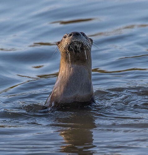 OTTER2.jpg